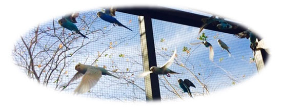 Port St. Lucie Dentist | View of Aviary